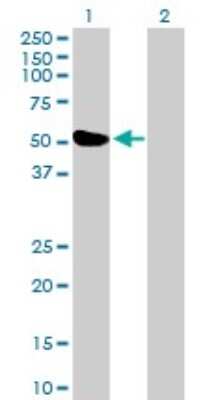 Western Blot: ZBTB26 Antibody [H00057684-B01P]