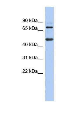 Western Blot: ZBTB26 Antibody [NBP1-80350]