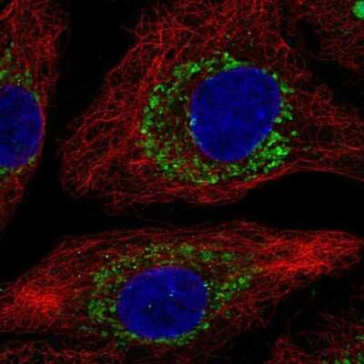 Immunocytochemistry/ Immunofluorescence: ZBTB3 Antibody [NBP2-48636]