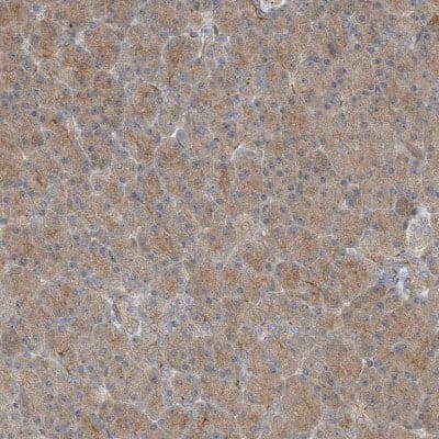 Immunohistochemistry-Paraffin: ZBTB3 Antibody [NBP1-82079]