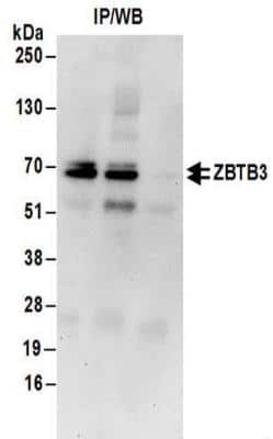 Immunoprecipitation: ZBTB3 Antibody [NBP2-32140]
