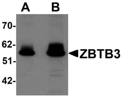 Western Blot: ZBTB3 AntibodyBSA Free [NBP1-76516]