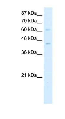 Western Blot: ZBTB3 Antibody [NBP1-80367]