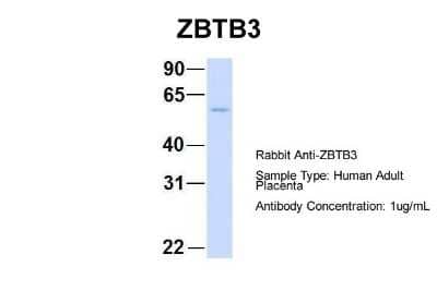 Western Blot: ZBTB3 Antibody [NBP1-80368]