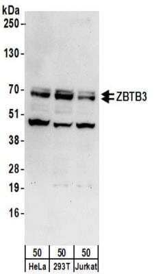 Western Blot: ZBTB3 Antibody [NBP2-32140]