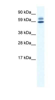 Western Blot: ZBTB38 Antibody [NBP1-80263]