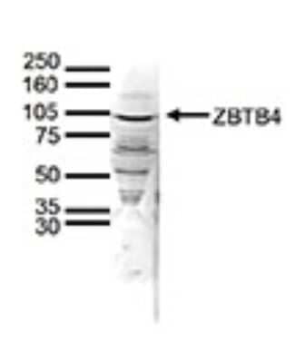 Western Blot: ZBTB4 Antibody [NBP3-18655]