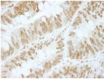 Immunohistochemistry-Paraffin: ZBTB40 Antibody [NBP1-06564]