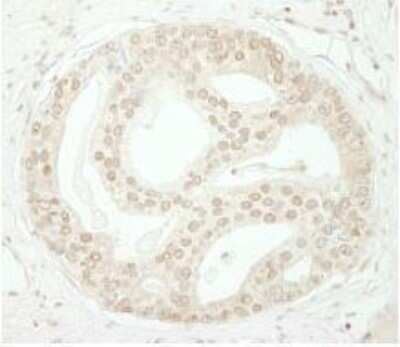 Immunohistochemistry-Paraffin: ZBTB40 Antibody [NBP1-06564]