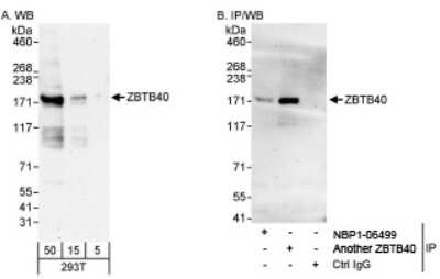 Western Blot: ZBTB40 Antibody [NBP1-06564]