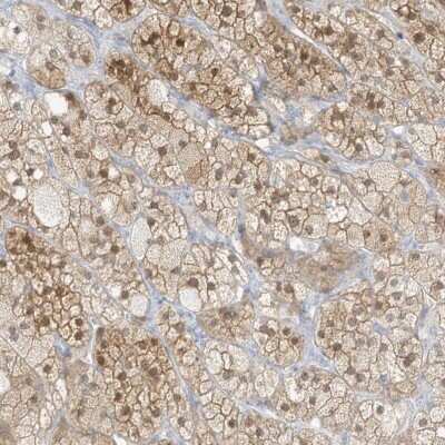 Immunohistochemistry-Paraffin: ZBTB41 Antibody [NBP2-38224]