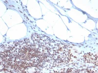 Immunohistochemistry-Paraffin: ZBTB46 Antibody (PCRP-ZBTB46-2B8) [NBP3-07755]