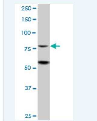 Western Blot: ZBTB48 Antibody [H00003104-B01P-50ug]