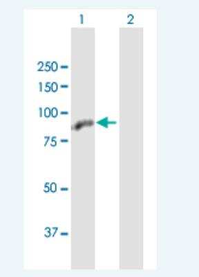 Western Blot: ZBTB48 Antibody [H00003104-B01P-50ug]