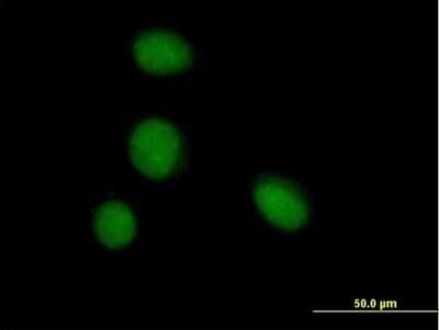 Immunocytochemistry/ Immunofluorescence: ZBTB6 Antibody [H00010773-B01P]