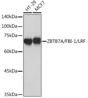 Western Blot: ZBTB7A/Pokemon Antibody (3T2J1) [NBP3-15914]