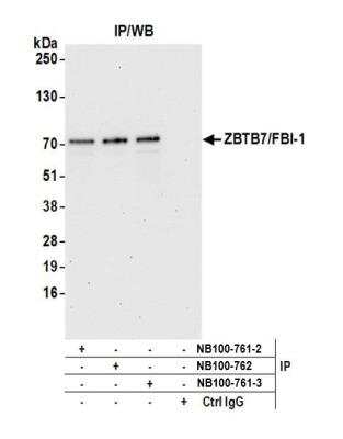 Immunoprecipitation: ZBTB7A/Pokemon Antibody [NB100-761]