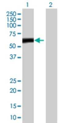 Western Blot: ZBTB8A Antibody [H00653121-B01P]