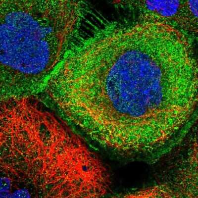 Immunocytochemistry/ Immunofluorescence: ZBTB8OS Antibody [NBP2-30455]