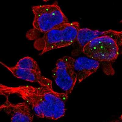 Immunocytochemistry/ Immunofluorescence: ZC3H10 Antibody [NBP2-56475]