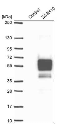 Western Blot: ZC3H10 Antibody [NBP1-82233]