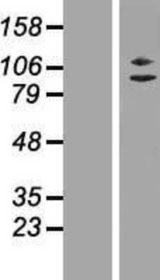 Western Blot: ZC3H11A Overexpression Lysate [NBL1-17982]