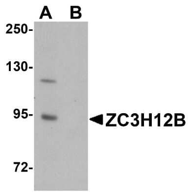 Western Blot: ZC3H12B AntibodyBSA Free [NBP1-77141]