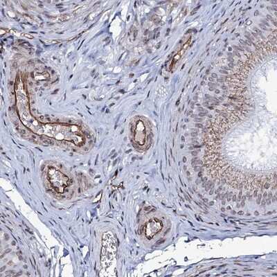 Immunohistochemistry-Paraffin: ZC3H12C Antibody [NBP1-93580]