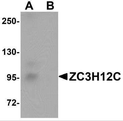 Western Blot: ZC3H12C AntibodyBSA Free [NBP2-82064]