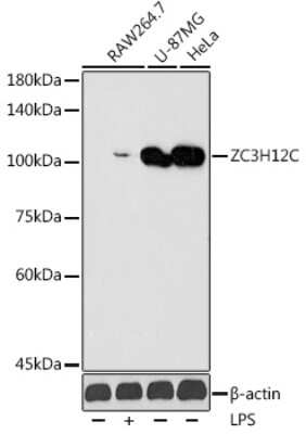 Western Blot: ZC3H12C AntibodyAzide and BSA Free [NBP3-16040]