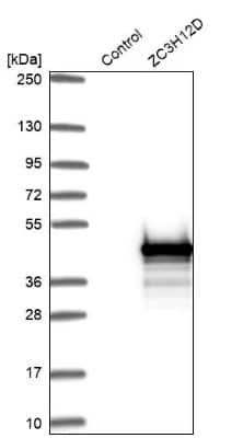 Western Blot: ZC3H12D Antibody [NBP1-91249]