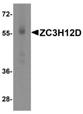 Western Blot: ZC3H12D AntibodyBSA Free [NBP2-81878]