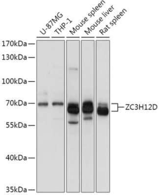 Western Blot: ZC3H12D AntibodyAzide and BSA Free [NBP2-94456]