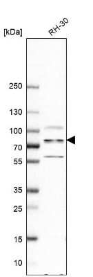 Western Blot: ZC3H14 Antibody [NBP2-13537]