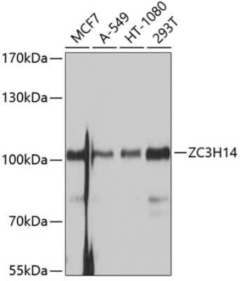 Western Blot: ZC3H14 AntibodyBSA Free [NBP2-93461]