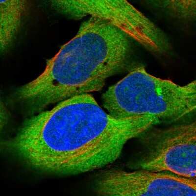 Immunocytochemistry/ Immunofluorescence: ZC3H15 Antibody [NBP1-81313]