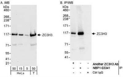 Western Blot: ZC3H3 Antibody [NBP1-03341]