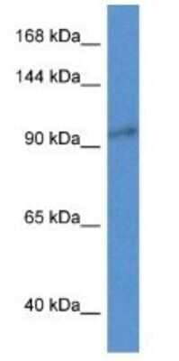 Western Blot: ZC3H3 Antibody [NBP1-74066]