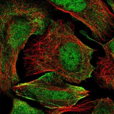 Immunocytochemistry/ Immunofluorescence: ZC3H4 Antibody [NBP1-88474]