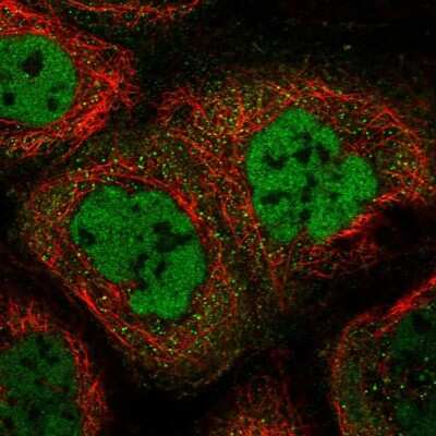 Immunocytochemistry/ Immunofluorescence: ZC3H4 Antibody [NBP1-88475]