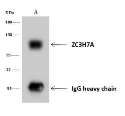 Immunoprecipitation: ZC3H7A Antibody [NBP3-06301]