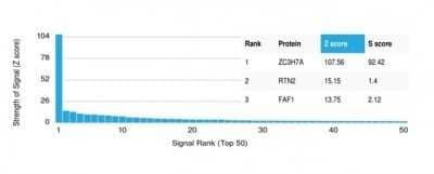 Protein Array: ZC3H7A Antibody (PCRP-ZC3H7A-1D6)Azide and BSA Free [NBP3-14047]