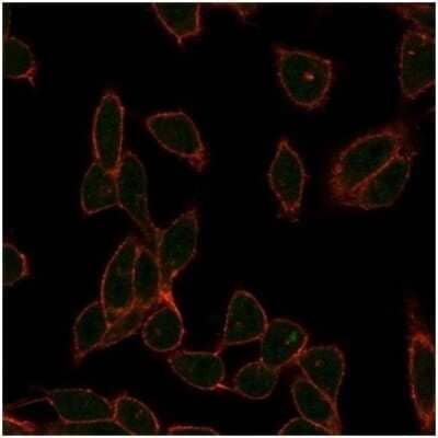 Immunocytochemistry/ Immunofluorescence: ZC3H7A Antibody (PCRP-ZC3H7A-1D6) [NBP3-13932]