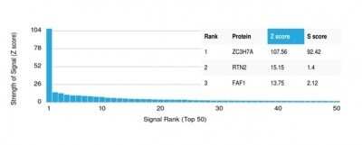 Protein Array: ZC3H7A Antibody (PCRP-ZC3H7A-1D6) [NBP3-13932]