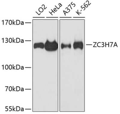 Western Blot: ZC3H7A AntibodyAzide and BSA Free [NBP2-93195]