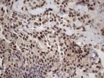 Immunohistochemistry: ZC3H8 Antibody (OTI4H5) [NBP2-46397]