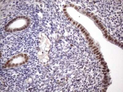Immunohistochemistry: ZC3H8 Antibody (OTI4H5) [NBP2-46397]