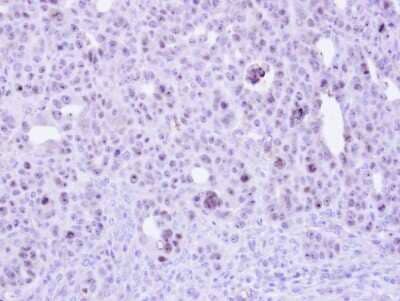 Immunohistochemistry-Paraffin: ZC3H8 Antibody [NBP1-32522]