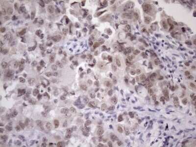 Immunohistochemistry: ZC3H8 Antibody (OTI4H5) - Azide and BSA Free [NBP2-74908]