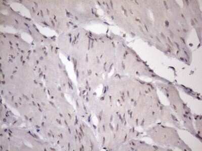 Immunohistochemistry: ZC3H8 Antibody (OTI4H5) - Azide and BSA Free [NBP2-74908]